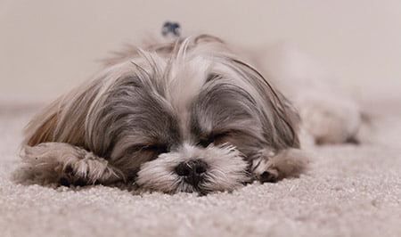 How to Remove Pet Stains and Odours From Carpet