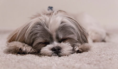  Carpet & Area Rug Cleaning